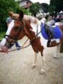 /album/giro-pony-giro-dolci/a31945087-477915459292647-6983329709027229696-n-jpg/